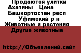 Продаются улитки Ахатины › Цена ­ 300 - Башкортостан респ., Уфимский р-н Животные и растения » Другие животные   